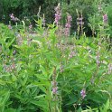 Desmodium canadense